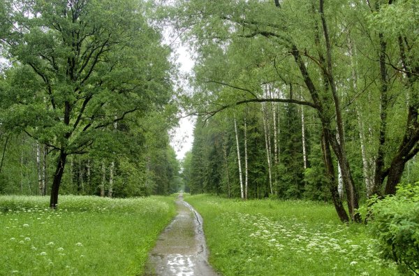 березовая роща тверь парк