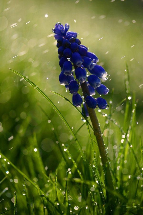 мышиный гиацинт мускари