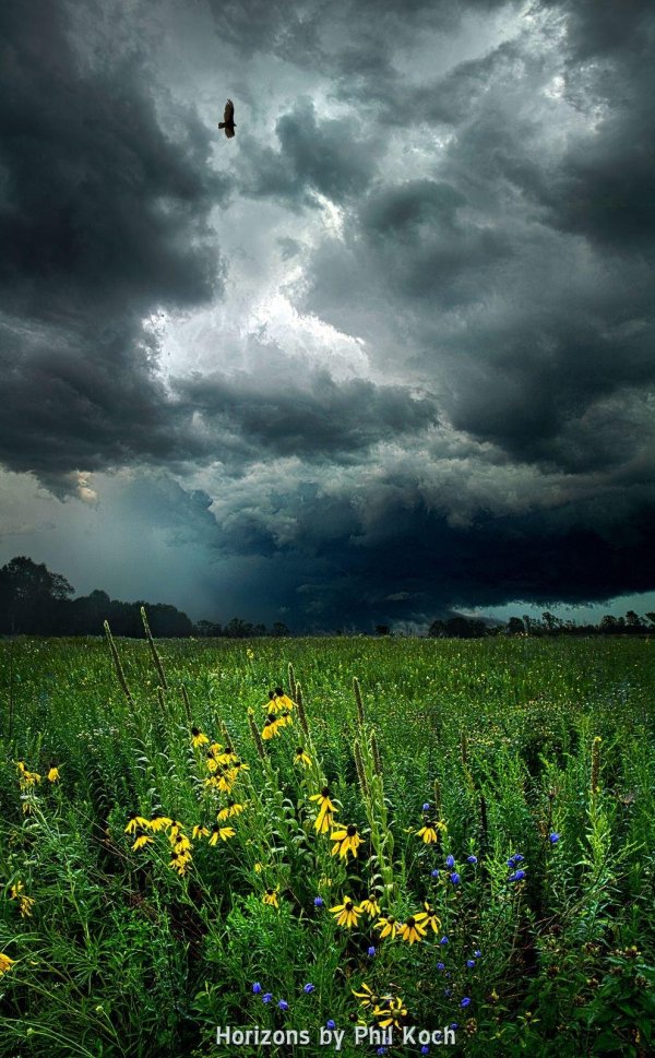 грозовые тучи над полем
