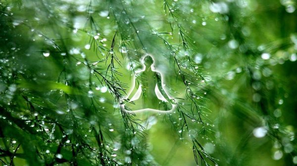 роса на траве