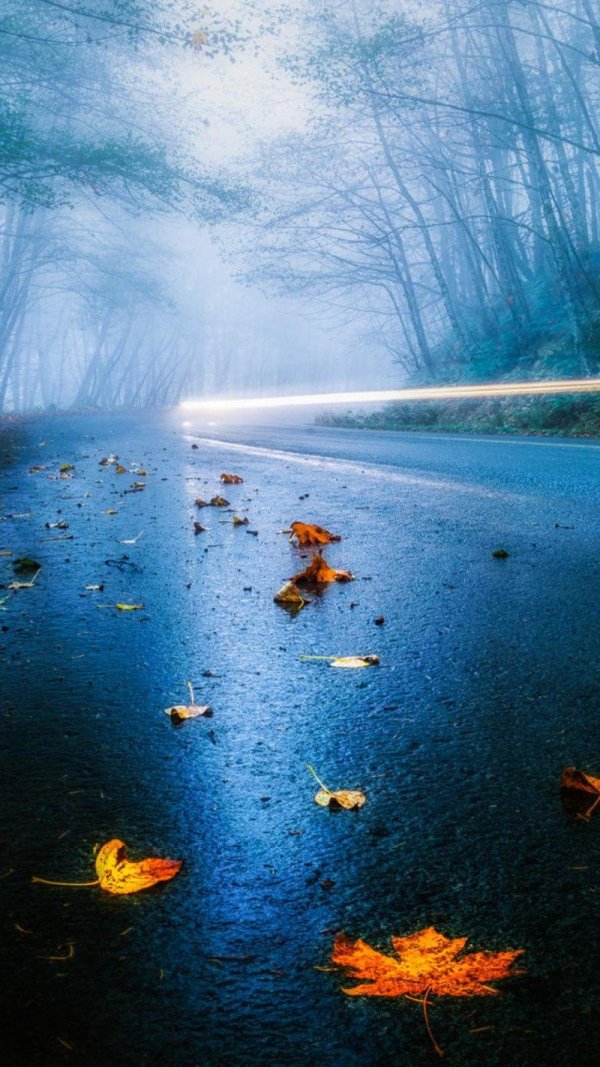 осень дорога