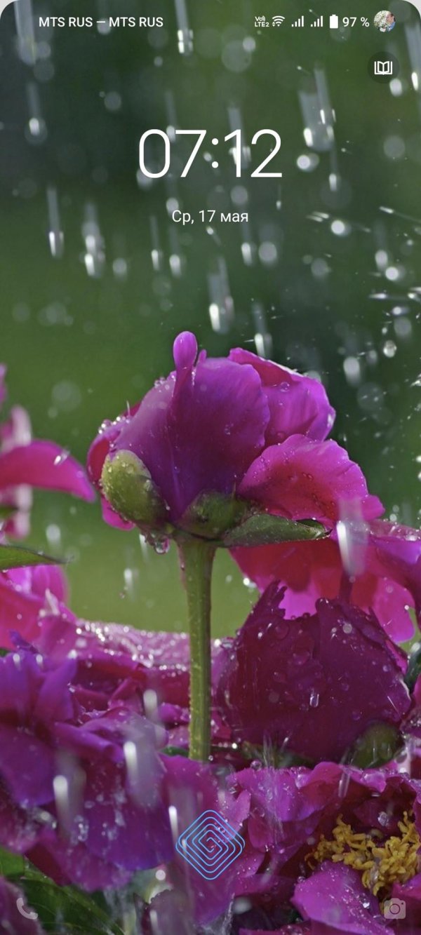 пионы под дождем