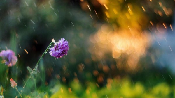 клевер цветок