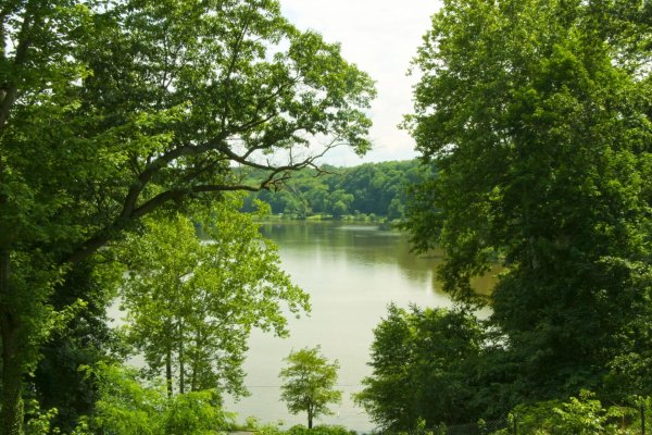 лес с озером