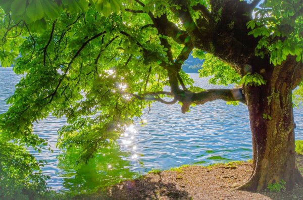 дерево утун