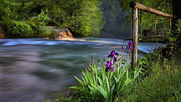 ирис водопад виктория