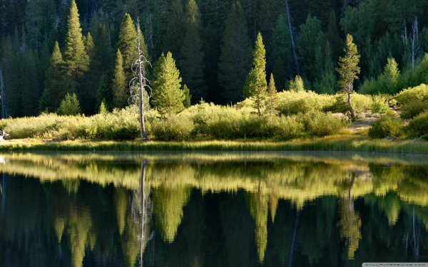 отражение леса