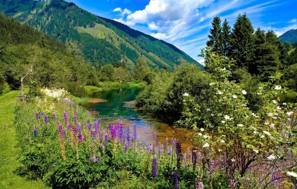 кипрей альпийский