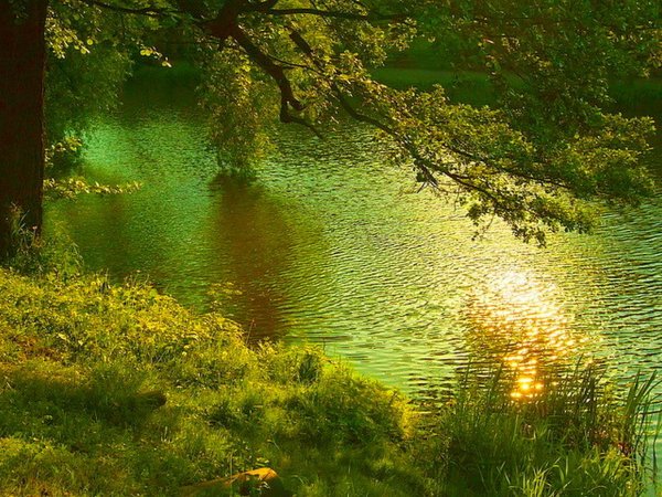 летняя природа