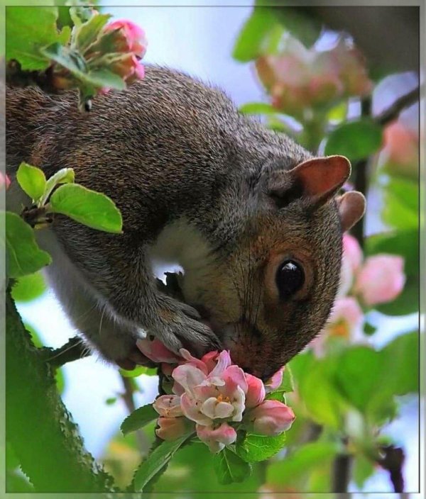 животное белка