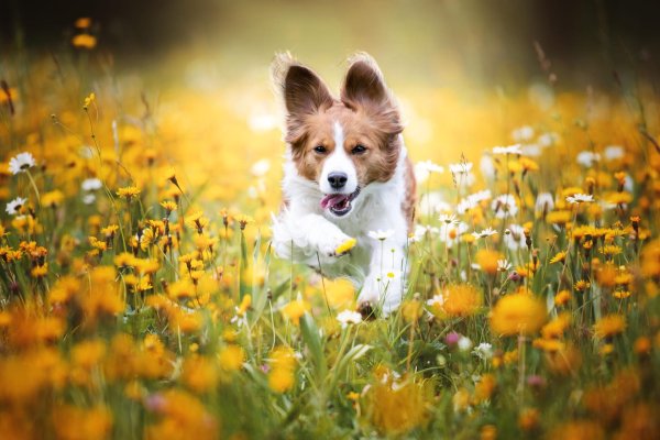 собака в траве