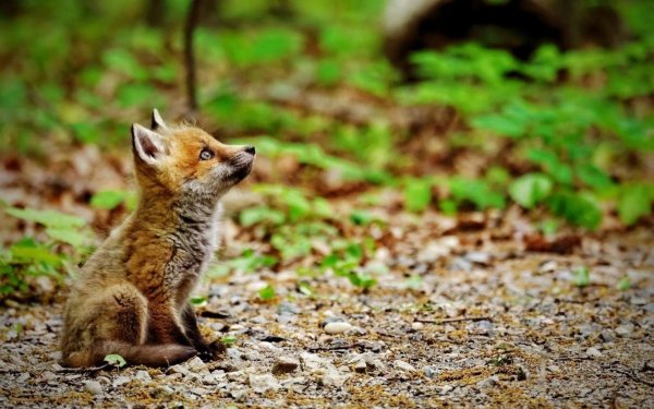 милые лисята