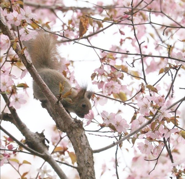 белка животное