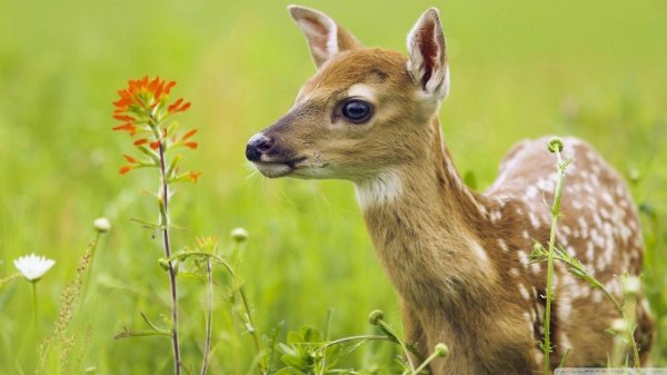 маленькие оленята
