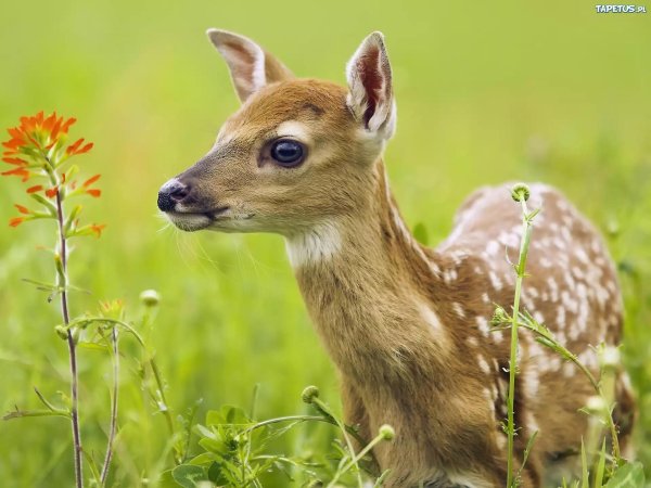 красивая косуля