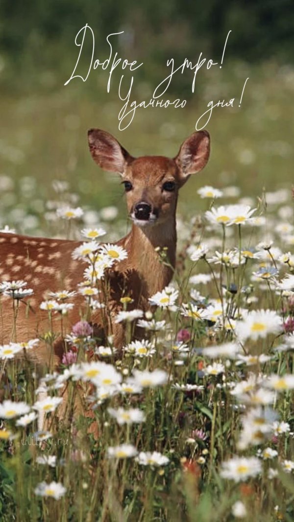 олений цветок