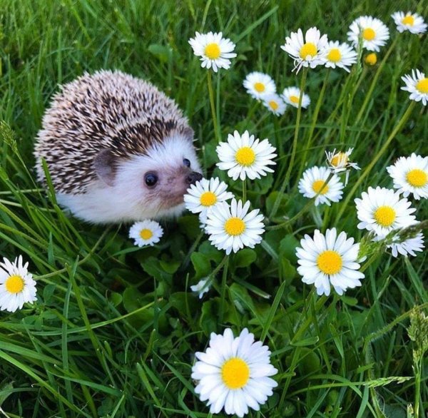 милые ежики