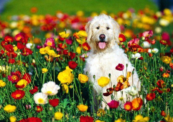 голден ретривер