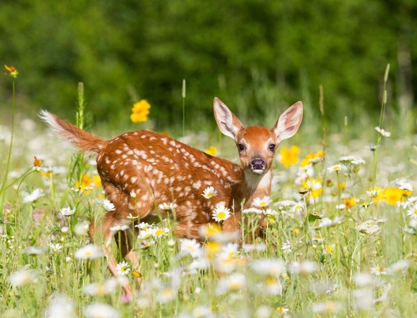 fawn deer