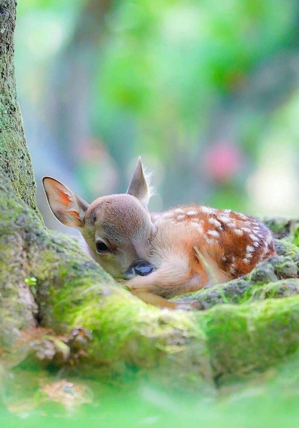 неблюй олененок