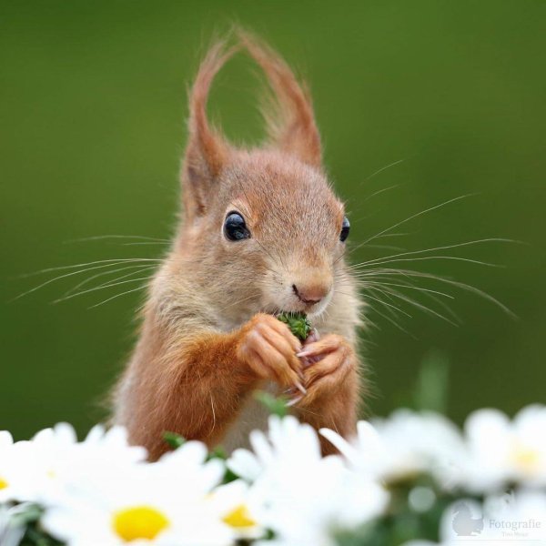 белка красивая