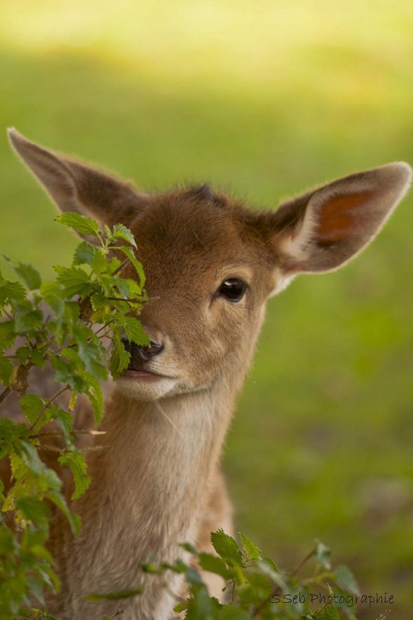 Природа животные лето