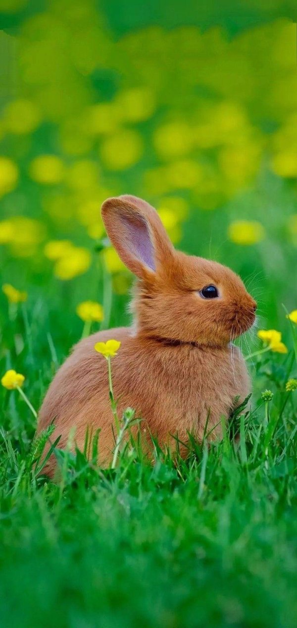 кролик детеныш