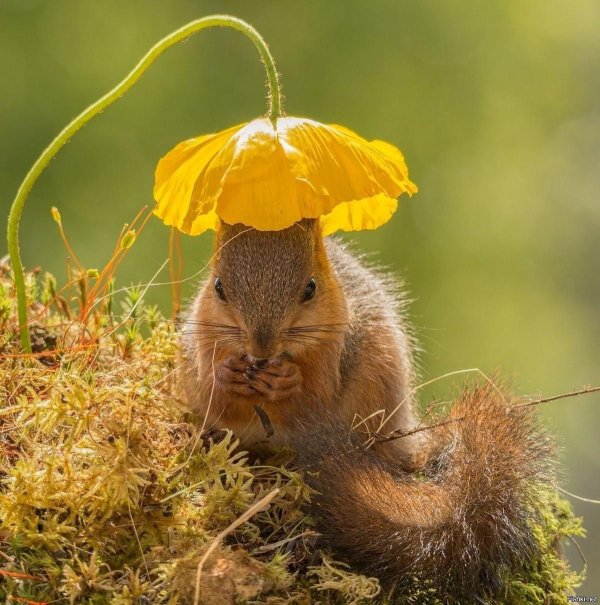 смешные белки