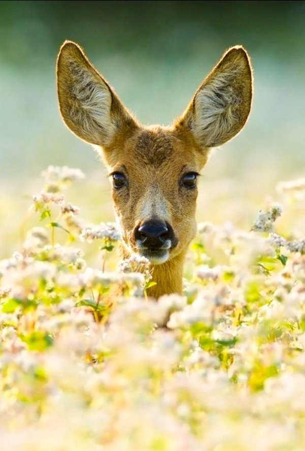roe deer