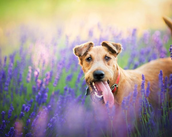 собака красивая