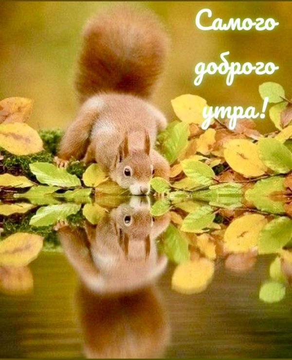 доброе утро доброе утро