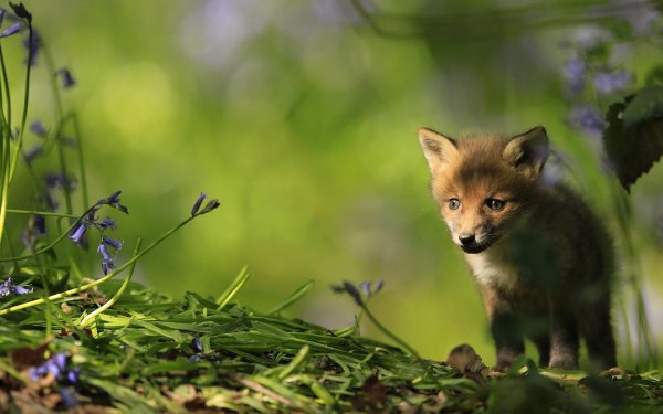 маленький лисенок