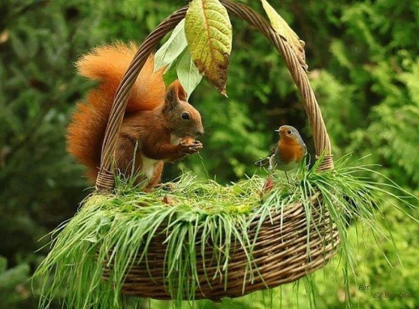 белочка с корзинкой