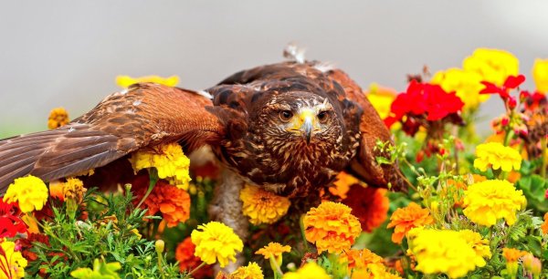 ястреб птица