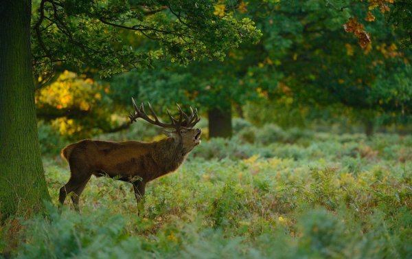 благородный олень изюбрь