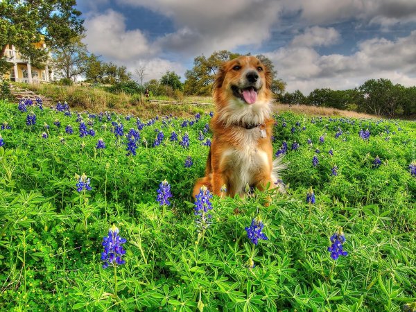 полевые собачки