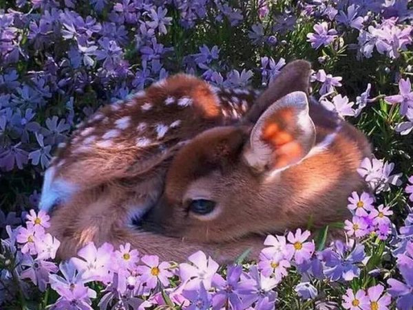 енджун оленёнок