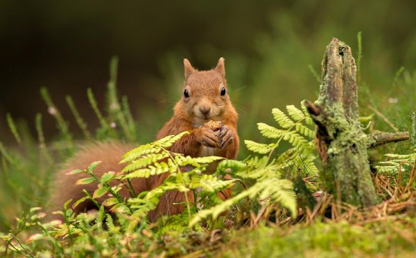 лесная белка