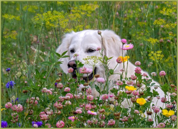 золотистый ретривер