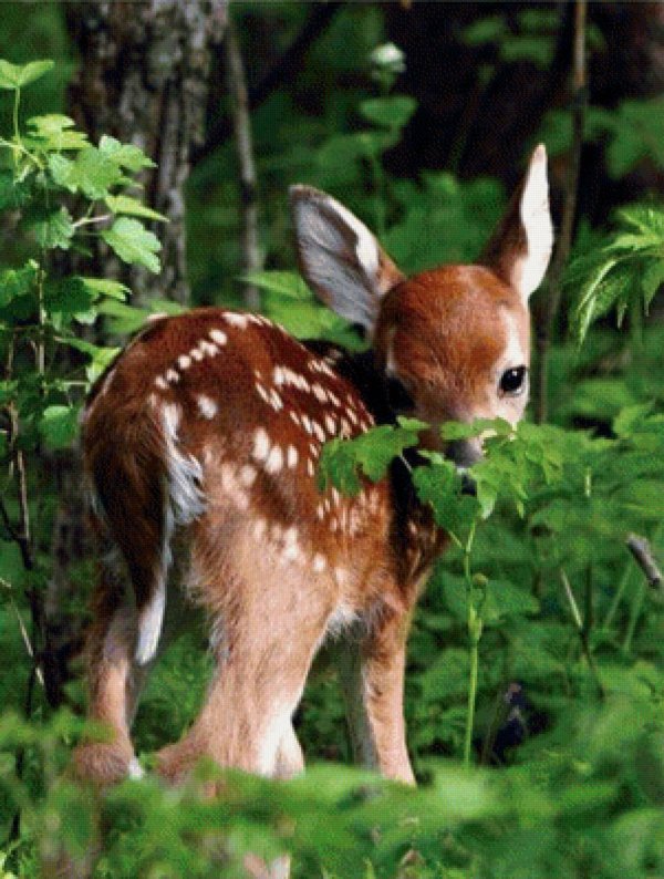 олененок животное