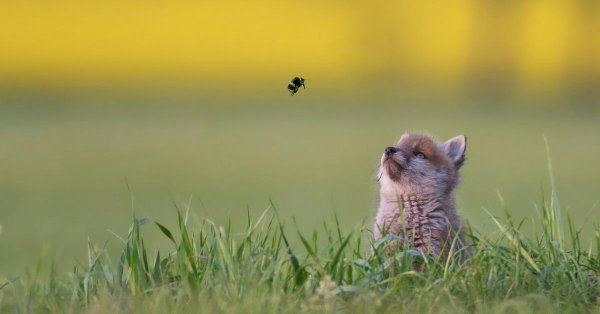 утро животные