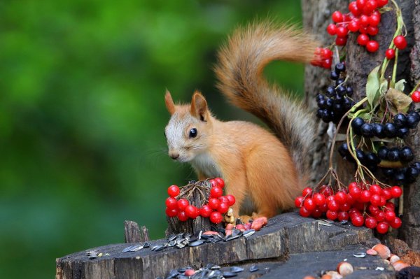 ягоды для белки