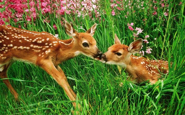 пятнистые олени