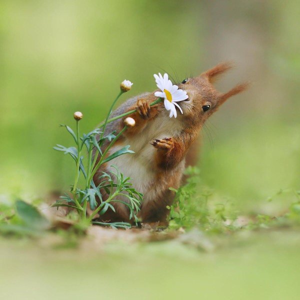 белка животное