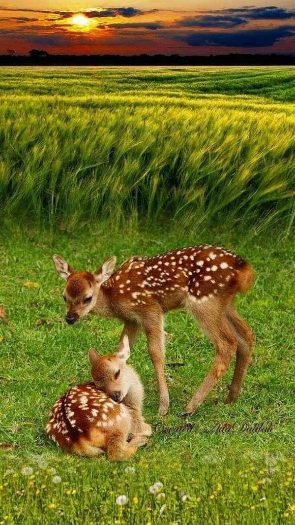 пятнистые олени