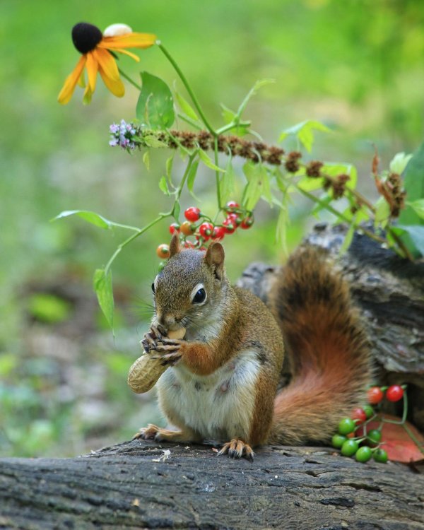 красивые белки