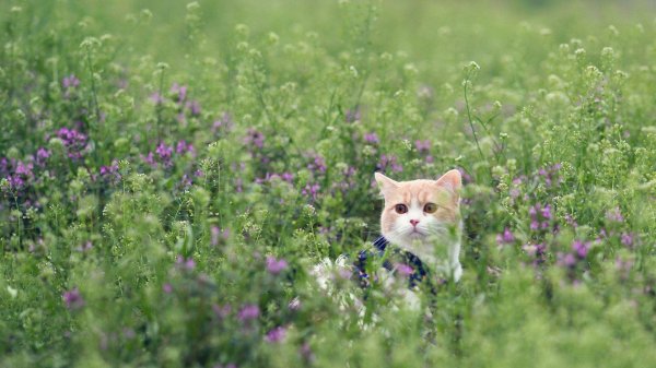 котики на природе