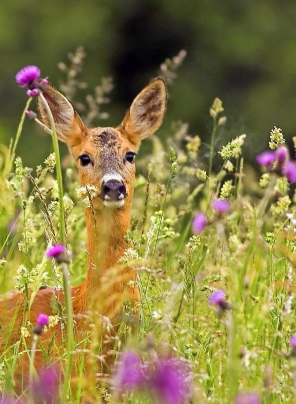 сибирская косуля
