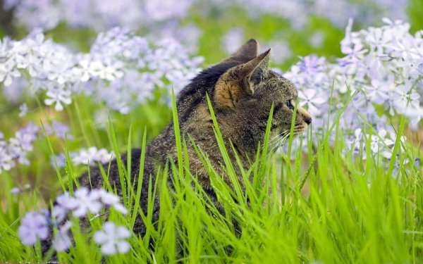 кошка в траве