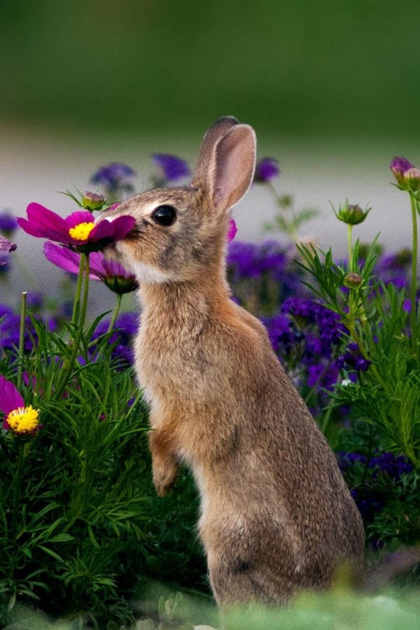 весенний кролик